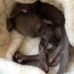 ねむいZZzzz