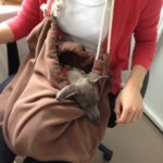 サンプル寝袋BAGで寝るイタグレ