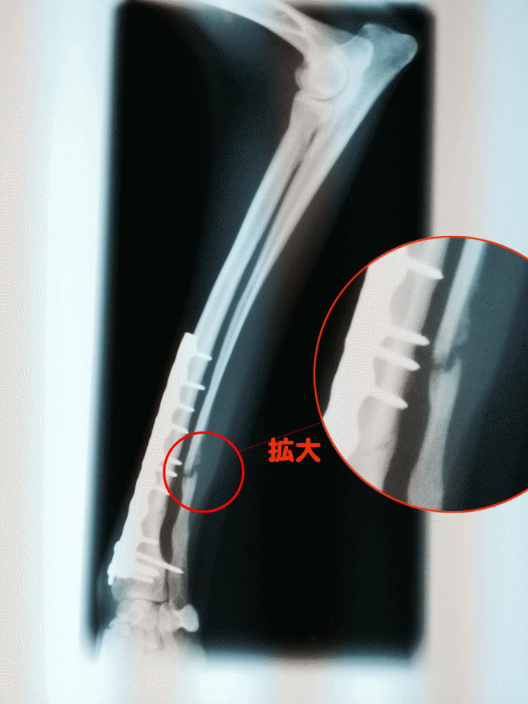 イタグレbuono骨折治療|抜糸と、その後の経過観察・・骨折以外の問題も。