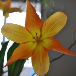 今日の花「チューリップ」|実らぬ恋」。。。の花