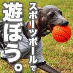 ボールで遊ぶイタグレBuono!めっちゃ楽しいよ〜!走れ走れ〜!|動画