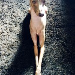 穏やかな表情のイタグレBuono!