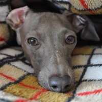 「犬寝袋」いつでもどこでもほっこり寝袋|ARATA HOUSE寝袋