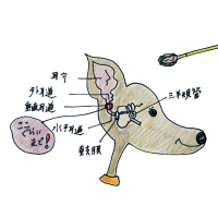 犬のグルーミング|各パーツのお手入れ・耳【犬の育て方 vol.55】