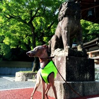 気がつけば「ショッピングサイト」をオープンして1年が過ぎていました!