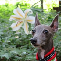 「お客様からのメッセージ」たくさんのお花に包まれる可憐なItalian Greyhound♪