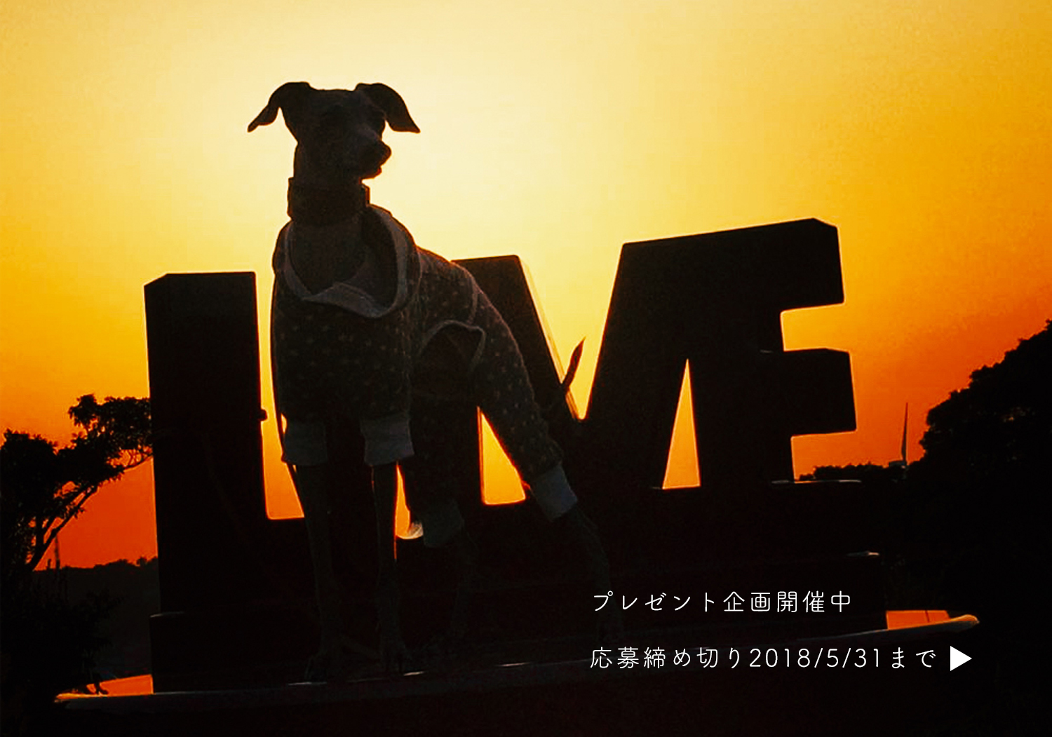 Instagram限定『愛犬とLOVE(愛)とaratahouse』プレゼント企画 第2弾
