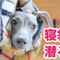 【YouTube|動画】イタグレ「犬寝袋」に潜る!初めて使う時の簡単な使い方