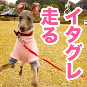 脚の骨折から一年、元気いっぱい走り回るイタグレBuono!【YouTube|動画】