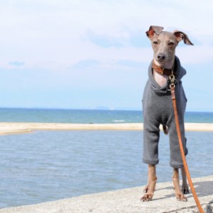 一番シンプルな犬服。飾らない、気取らない。だから可愛い愛犬の表情、仕草が生きる。