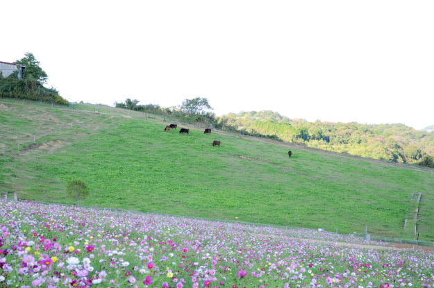 「淡路島スポット」イタグレと行くお花畑|あわじ花さじき
