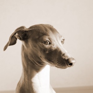 (ブログを書いてたらタイトルとは方向性が変わりました)”犬バカ部”「Italian Greyhound』Buono!の姿「想い出」を残したくてホームページを作りました