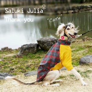 「お客様からのメッセージ」いつも笑顔が"Cute"なサルーキのジュリアちゃんと、お心遣いが嬉しかった話