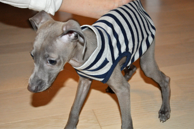 犬服|パピーサイズ「パピーちゃんのお洋服の選び方」