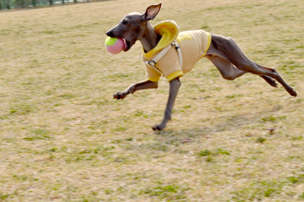 犬服|パピーサイズ「パピーちゃんのお洋服の選び方」