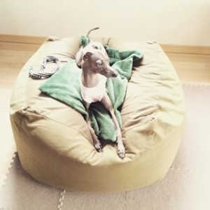 イタグレBuono!の特等席