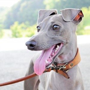 犬のしつけ・育て方|ペット看護士よっちゃんと愛犬の「笑顔になる暮らし方」悩み解消64のポイント!