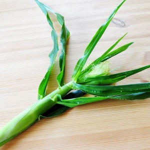 7月の淡路島の景色「トウモロコシ」「海」「空」「夕焼け」「花火」「カフェ」「タマネギ」「卵」