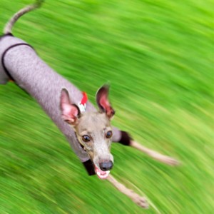 スマホで簡単に、いつもと違った愛犬の「躍動的な」「凶暴な」写真を撮る方法を発見