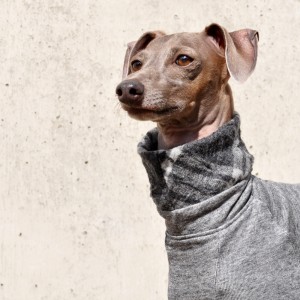 「柔らかな春の犬服」“くしゅくしゅ”ウールチェックトレーナー。シンプルなコーデが洒落上級者♡