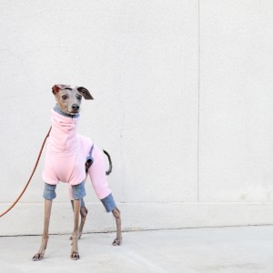 「犬服」を表現するに適した壁は、「愛犬」の表情に目がいく壁。