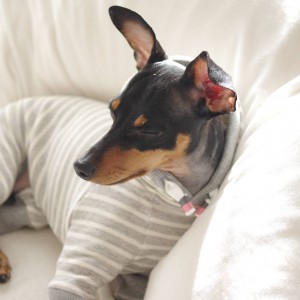 「発売開始」優しさに溢れる写真を見てください。|2016.RELAX|MINIATURE PINSCHER 桜 × ARATA HOSUE コラボレーション