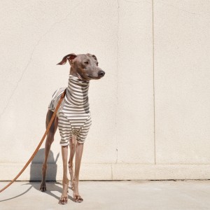 定番のボーダーニットに「2016.新色登場」皆さんの愛犬は何色がお好み?5カラーから選べるお洋服