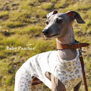 「新作犬服」Baby Panther(豹柄)|春先のちょっと寒い時、芝で遊ぶ時にちょうどいいお洋服|オフショットも公開中