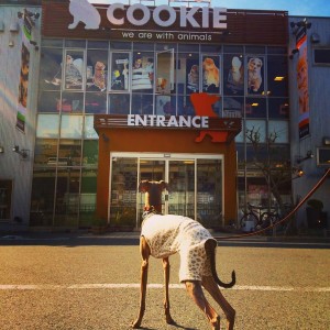 Buono!ペットホテルで「お手手でバシバシ テンション上がっていました!」と言われる|PETSHOP COOKIE桃山台店「大阪」