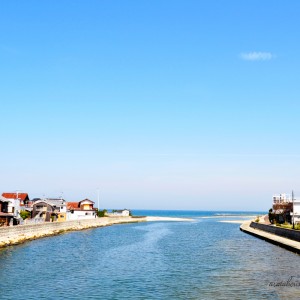 「淡路島の春の散歩」海辺や玉ねぎ畑をのんびり歩きながら愛犬を撮影したり。春は「花さじき」「淡路夢舞台」も気持ちがいいよ。
