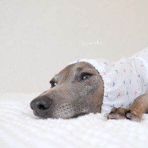 犬服|くしゅっと。かわいいアンカー|リップルプリント|選べる3タイプ×2カラー(ホワイト/ネイビー)
