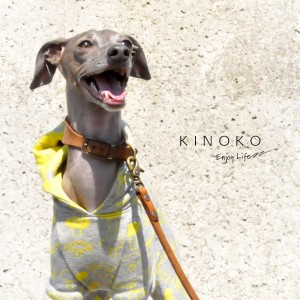 犬服|KINOKO|ジャガードニット|選べる4タイプ×3カラー(Yellow/Green/Navy)