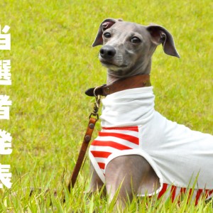 当選者発表「おっちょこちょいな♡よっちゃんが勘違いして作った!愛犬を蚊から守ろう「フィラリア予防服」feat. イタグレBuono!の香りと少しの毛♡プレゼント」