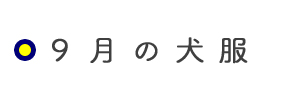 9月の犬服