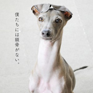 犬には鎖骨がない!そこから見えてくる今の時代にあった犬との暮らし方【犬の飼い主が知ってそうで、知らない大切なこと vol.1】