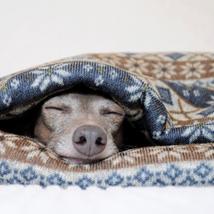 「犬寝袋&カフェマット」の撮影中もぬくぬく、ねんねzzz|ふわっと、もこもこ寝袋「保温効果抜群ニットボンディング」|ジャガードニット裏ボア生地