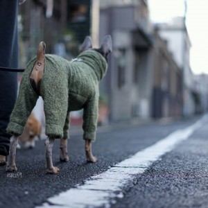 犬服のサイズ感が解りやすい「4枚の写真」をミニピンの碧☆が再現してくれた。「滑稽な風情」に家族の日常が伝わってくる。