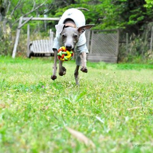 犬服、犬寝袋の「お急ぎ便」サービスを開始しました