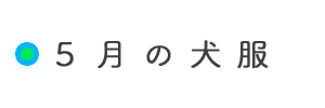 5月の犬服「イタグレ/ミニピン/ウィペット/サルーキーなど」