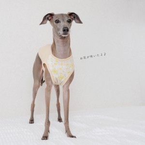 犬服|お花が咲いたよ♪|スムースニットデイジー柄|選べる4タイプ×4カラー(イエローのお花/ピンクのお花)