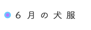 6月の犬服「イタグレ/ミニピン/ウィペット/サルーキーなど」