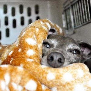 狂犬病注射とフィラリア検査とBuono!