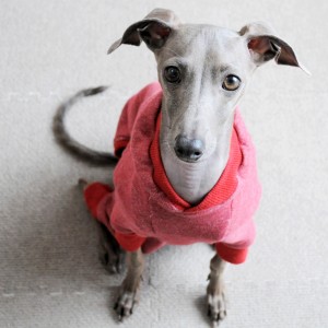 「犬服メンテナンス」秋冬のお洋服のメンテナンス(お直し)をしています。