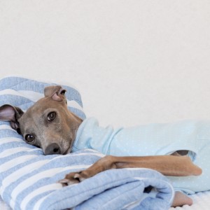 イタグレBuono!の顔がどこか変??「愛犬に異変がある時に心がけていること。」