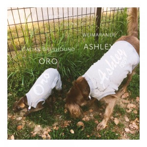 Oro&Ashley、今度Buono!も一緒にクンクンするからねぇ。「イタグレ&ワイマラナー」