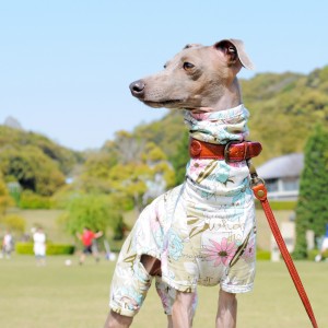 「犬服|Flower Garden|在庫追加/2017年5月30日pm21:00に追加します」Buono!も大好き、みんなも大好き可愛いお花のお洋服♪
