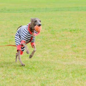 愛犬の散歩で気をつけてる事。それは、虫達。