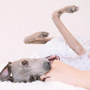 歯磨いてますか?イタグレBuono!の歯磨き事情「犬も虫歯になるのか?」