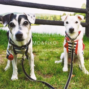 見事なシンクロ写真を楽しませてもらいました♪「パーソンラッセルテリア/モー&ピコ」
