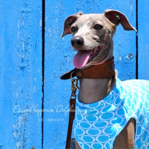 犬服|Eternal happiness Dolphin ring|アメリカ輸入ニットプリント|選べる4タイプ